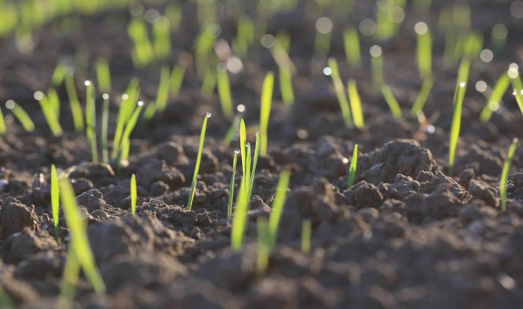 Quá trình gieo cỏ cực kỳ quan trọng phải đảm bảo rằng cỏ được trải đều trên bề mặt đất