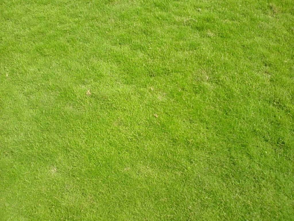 Kỹ thuật trồng cỏ sân golf hiện nay rất hiện đại và tỉ mỉ, nhờ đó mà mặt cỏ sân golf được thêm phần xanh mượt, tươi mát