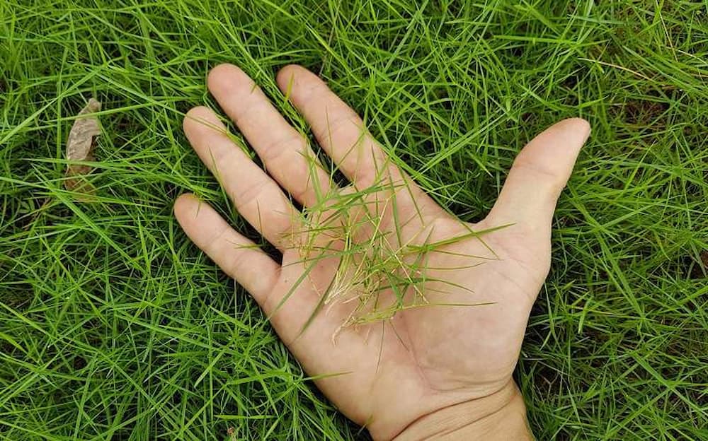 Cỏ Bentgrass được sử dụng nhiều nhất khi trồng cỏ sân golf 