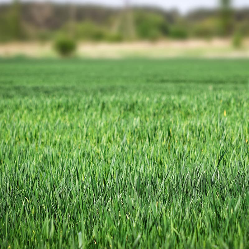 Cỏ Perennial Ryegrass cũng được ứng dụng nhiều khi trồng cỏ sân golf