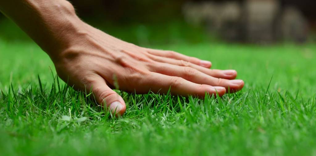 Kỹ thuật chăm sóc và trồng cỏ sân golf cần phải được tiến hành đúng quy trình và đúng thời điểm để có được một bề mặt sân golf đạt chuẩn chất lượng cao